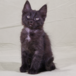 Lejongapet’s Turkisk Angora